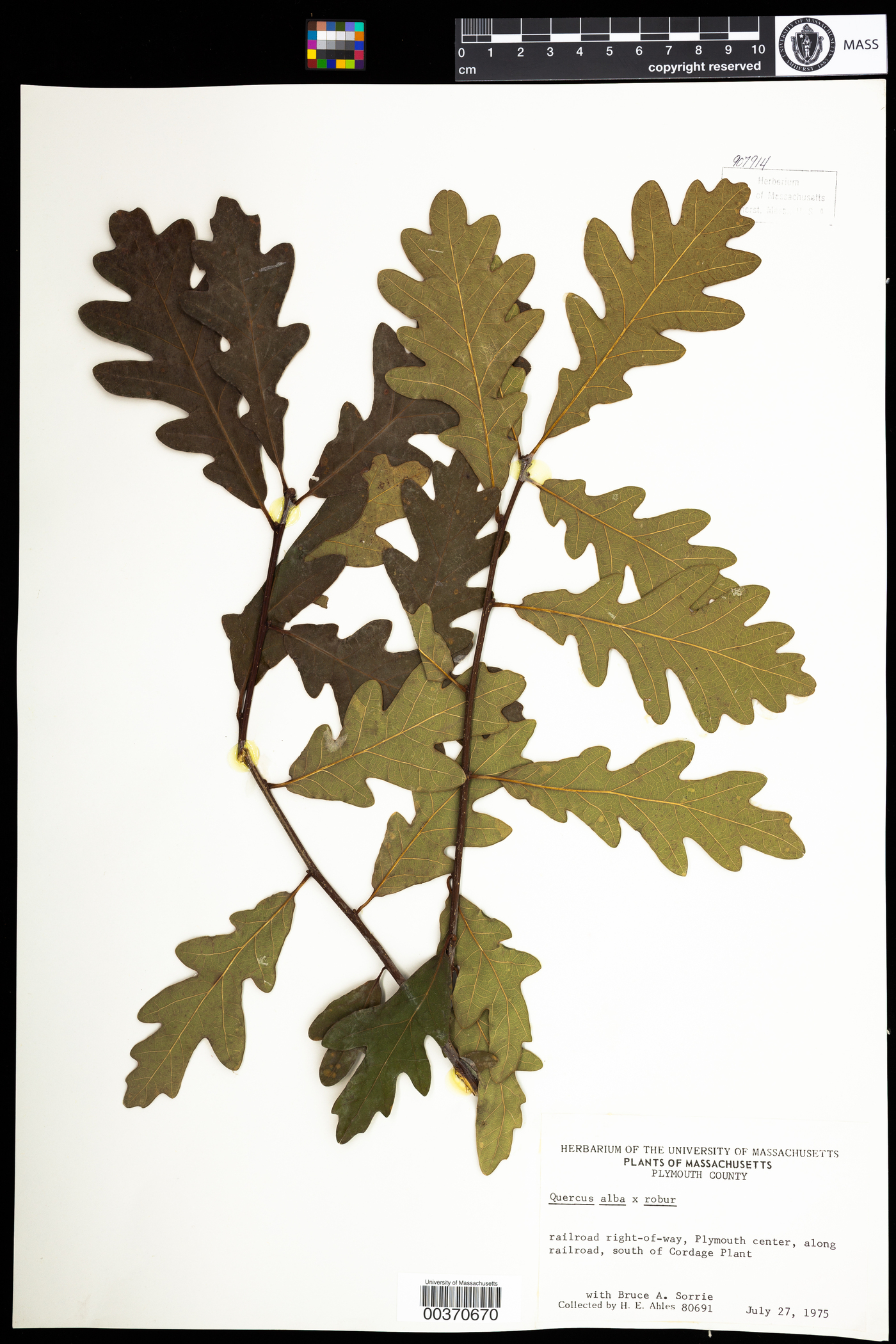 Quercus bimundorum image