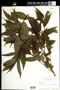 Salix lucida image