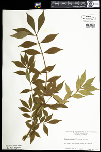 Euonymus alatus image