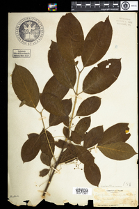 Euonymus atropurpureus image