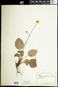 Parnassia glauca image