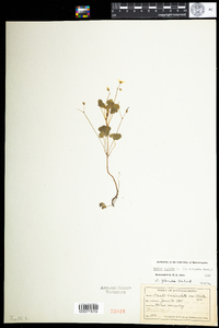 Oxalis stricta image