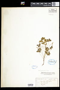 Oxalis stricta image