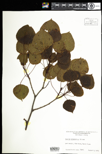 Populus tremuloides image