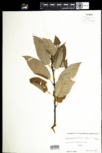 Salix pyrifolia image