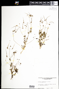 Erodium cicutarium image