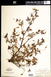 Geranium robertianum image