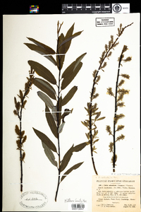 Salix petiolaris image