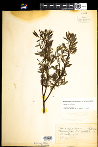 Salix petiolaris image