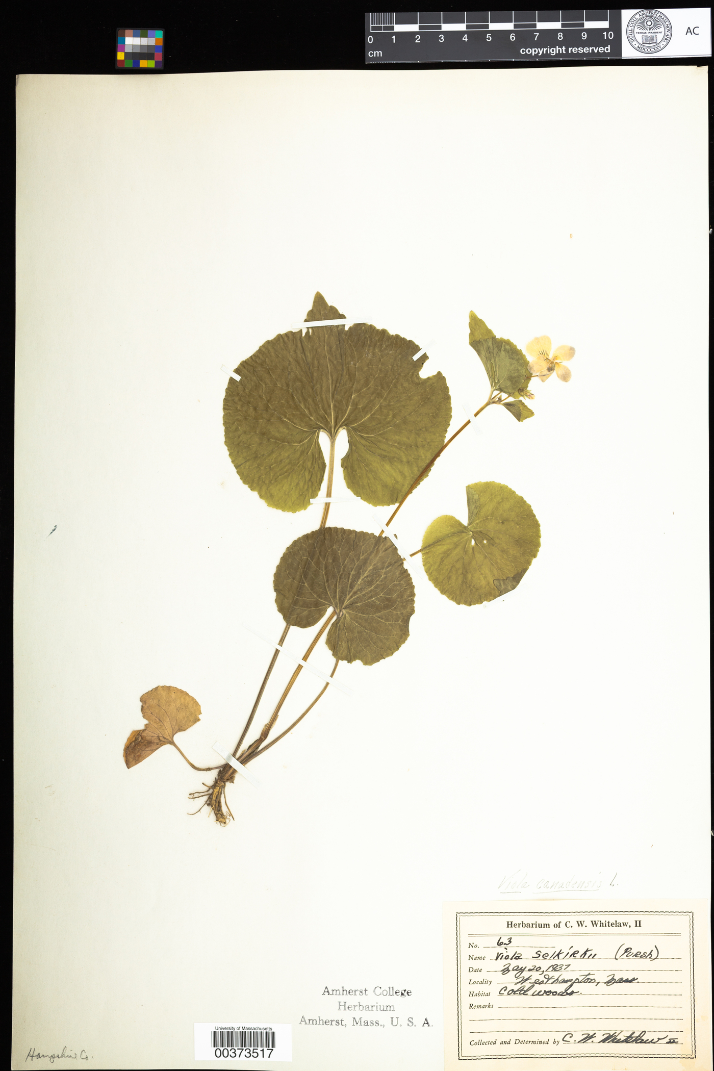 Viola canadensis image