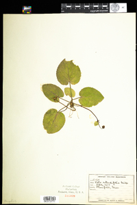 Viola rotundifolia image