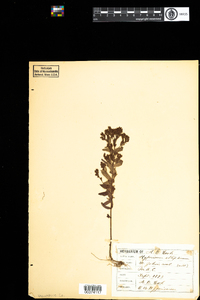 Hypericum ellipticum image