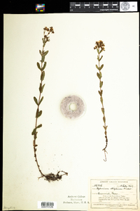 Hypericum ellipticum image