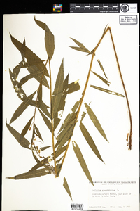 Chamerion angustifolium ssp. angustifolium image