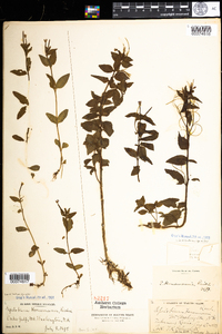 Epilobium hornemannii image