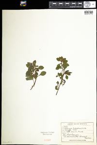 Ludwigia palustris image