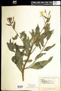 Oenothera biennis image