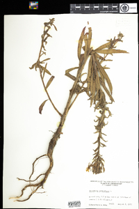 Oenothera parviflora image