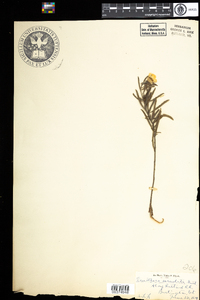 Oenothera pilosella image