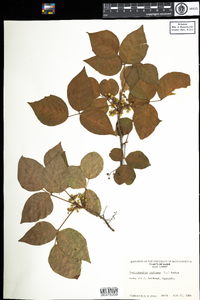 Toxicodendron radicans ssp. radicans image