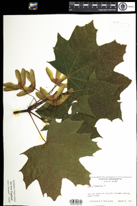 Acer platanoides image