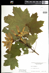 Acer platanoides image