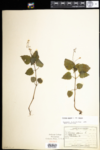 Circaea alpina image