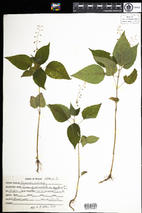 Circaea lutetiana image