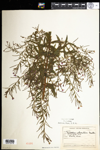 Epilobium coloratum image