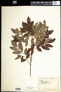 Rhus copallinum image