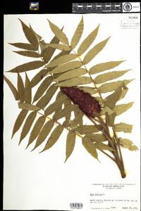 Rhus typhina image