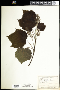 Acer spicatum image