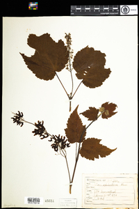 Acer spicatum image