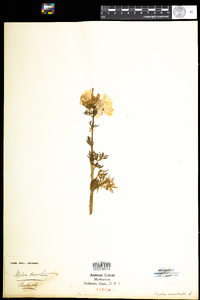 Malva moschata image