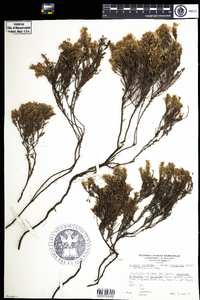 Hudsonia ericoides image