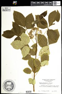 Ptelea trifoliata image