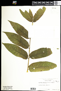 Ailanthus altissima image