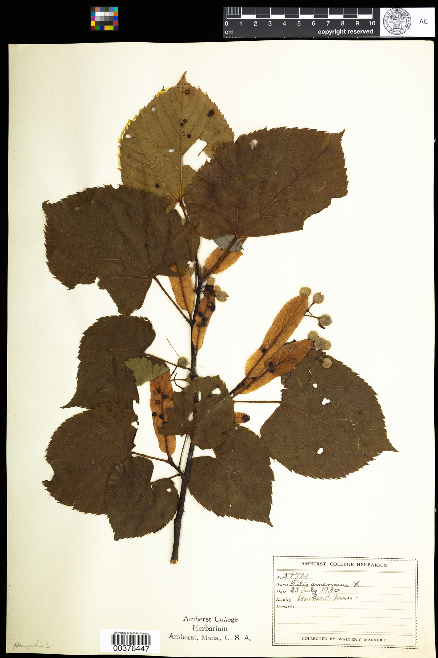 Tilia americana image