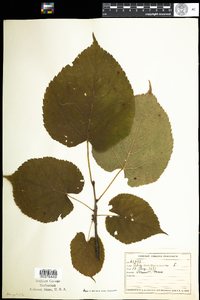 Tilia americana image