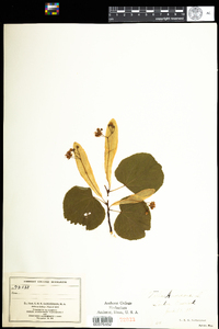 Tilia americana image