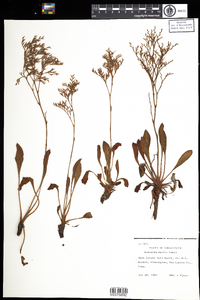 Limonium carolinianum image