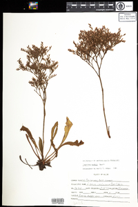 Limonium carolinianum image