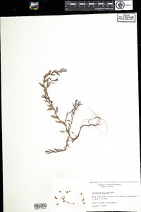 Polygonum glaucum image