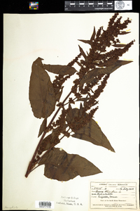 Rumex obtusifolius image