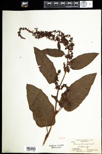 Rumex obtusifolius image