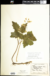 Cardamine diphylla image