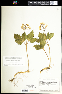 Cardamine diphylla image