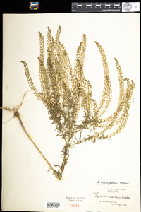 Lepidium densiflorum image