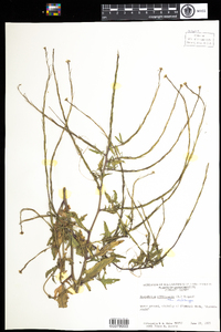 Sisymbrium officinale image