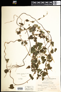 Polygonum scandens var. scandens image